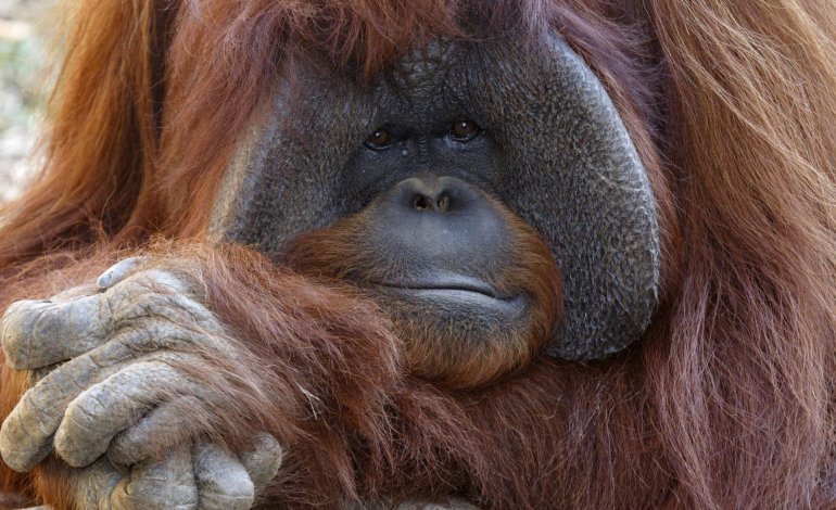 Addio a Chantek, l’orango che aveva imparato la lingua dei segni
