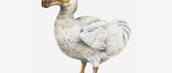 Un nuovo studio svela tutti i segreti del Dodo