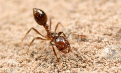 Il piano Australiano da 411 milioni di dollari ​per eliminare la formica di fuoco