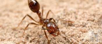 Il piano Australiano da 411 milioni di dollari ​per eliminare la formica di fuoco