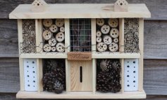 Come costruire un hotel per gli insetti