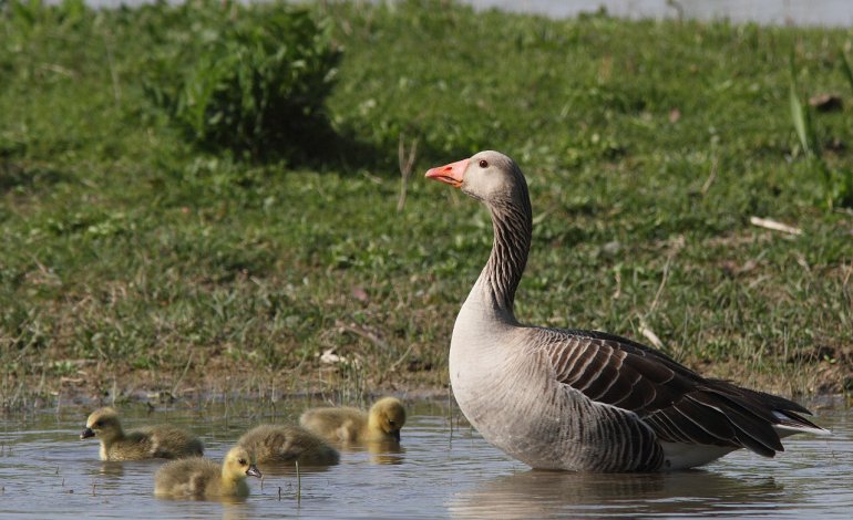 La caccia non risparmia neppure la Laguna di Venezia