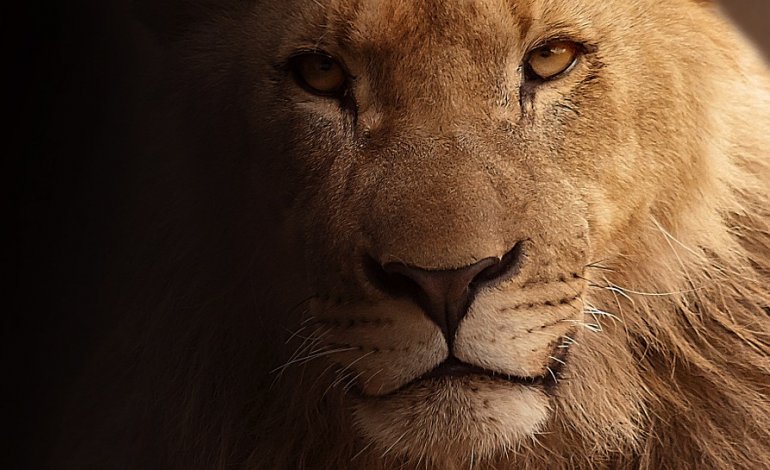 Sei cose – che forse non sapete – sul leone