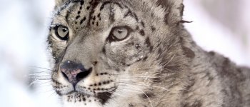 Corsa contro il tempo per salvare il leopardo delle nevi