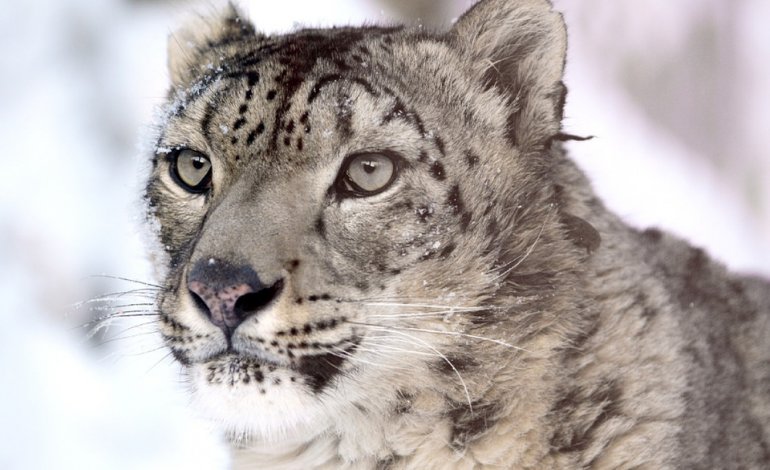 Corsa contro il tempo per salvare il leopardo delle nevi