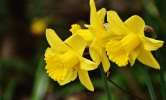Narciso, il fiore antistress