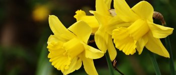 Narciso, il fiore antistress