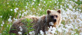 Uccisa Kj2: la Provincia non ha risparmiato l'orsa 