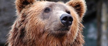 La popolazione di orsi è vitale ma non cresce: colpa del bracconaggio?