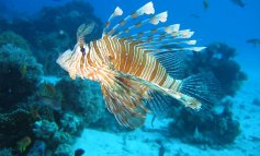 Pesci esotici, alghe invasive e granchi tropicali: gli alieni del Mediterraneo