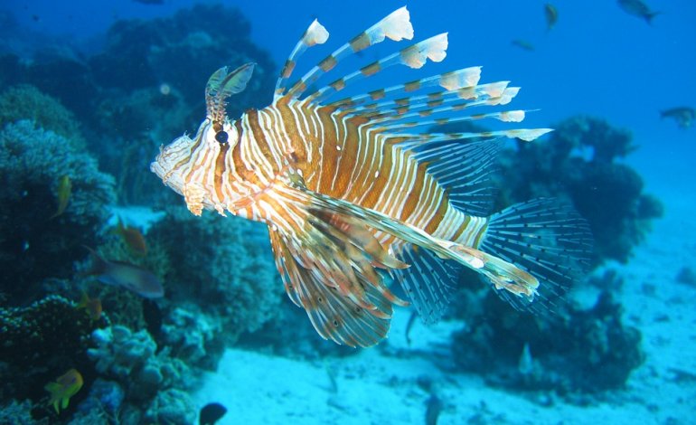 Pesci esotici, alghe invasive e granchi tropicali: gli alieni del Mediterraneo