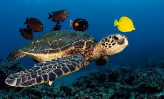 La tartaruga Federica depone ed è la star estiva dell’Elba