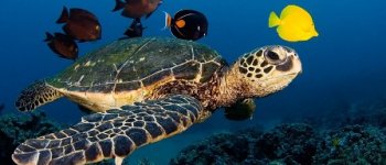 La tartaruga Federica depone ed è la star estiva dell’Elba