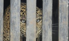 Guerra e zoo: animali rinchiusi in gabbia e sotto le bombe