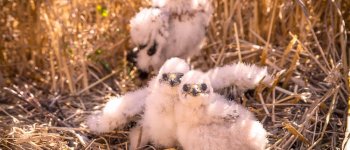 La conservazione dell’ albanella minore nel Lazio