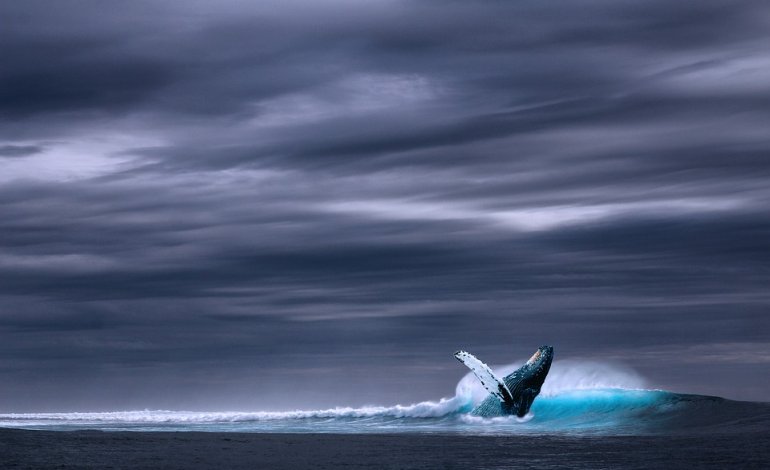 Balene spiaggiate, un nuovo studio svela la cause ​