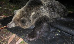 L'orso catturato in Trentino è F20, la figlia di Daniza​