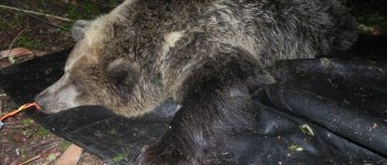 L'orso catturato in Trentino è F20, la figlia di Daniza​