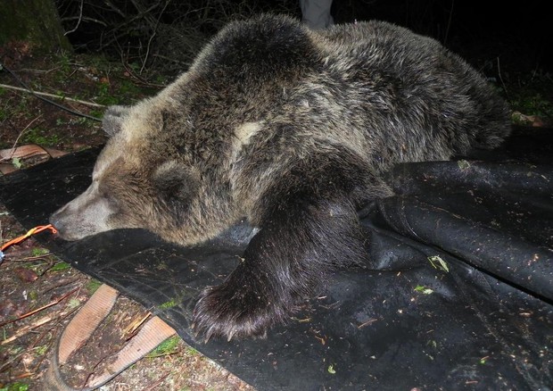 L’orso catturato in Trentino è F20, la figlia di Daniza​