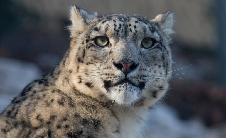 Il leopardo delle nevi non è più specie minacciata