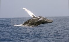 La stretta dell'Ue a favore delle balene: la Norvegia fermi la caccia