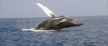 La stretta dell'Ue a favore delle balene: la Norvegia fermi la caccia