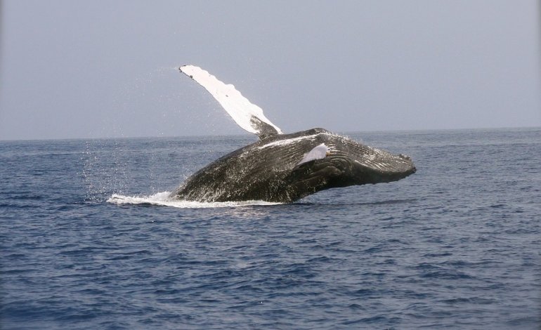 La stretta dell’Ue a favore delle balene: la Norvegia fermi la caccia
