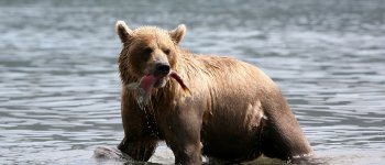 La svolta veg degli orsi: a causa del caldo hanno iniziato a mangiare la frutta ​