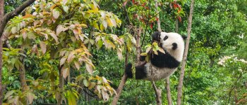 Il panda non è più specie a rischio ma perde il suo habitat ​