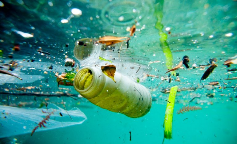 Le rotte delle specie invasive seguono quelle della plastica