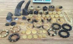 Corni di rinoceronte trasformati in gioielli per eludere i controlli