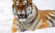 Il Kazakistan vuole far tornare la tigre sul proprio territorio