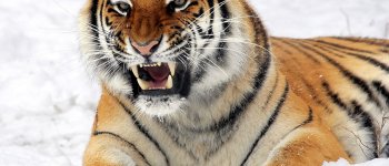 Il Kazakistan vuole far tornare la tigre sul proprio territorio