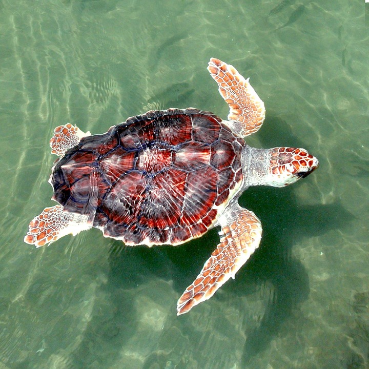 Grave Atto Di Bracconaggio Ai Danni Di Una Caretta Caretta La Rivista 