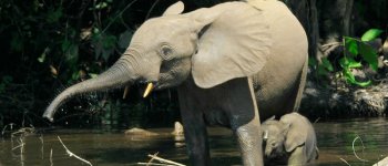 La popolazione dell'elefante delle foreste è calata del 66% in 8 anni