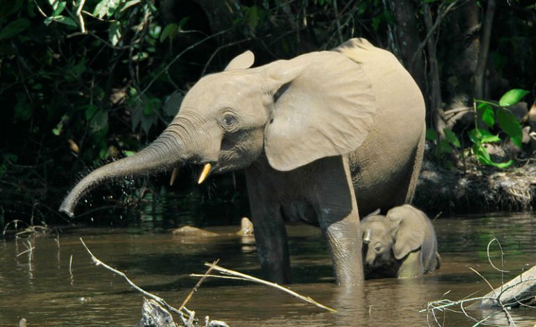 La popolazione dell’elefante delle foreste è calata del 66% in 8 anni