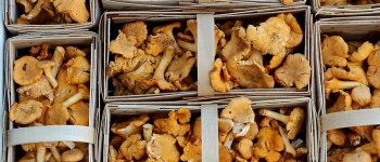 Funghi e patate: il sapore semplice dell'autunno