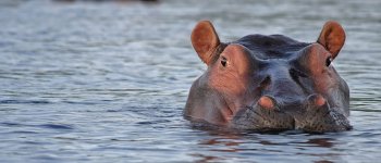 Morti 100 ippopotami: forse colpa dell'antrace