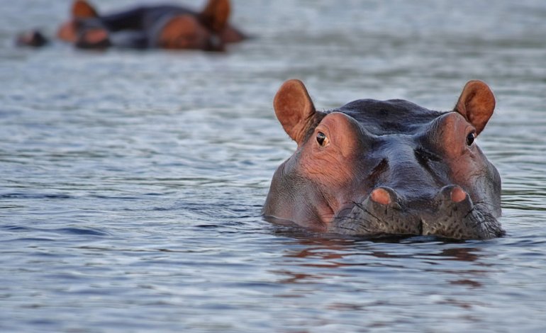 Morti 100 ippopotami: forse colpa dell’antrace