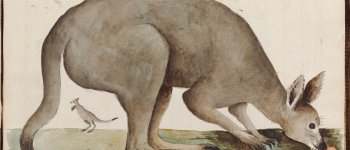 Joseph Banks e la scoperta del canguro