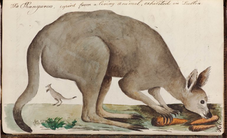 Joseph Banks e la scoperta del canguro