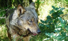 Nasce il progetto per preservare il genoma del lupo selvatico
