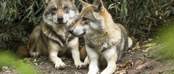 Nati due cuccioli di lupo nell'oasi Lipu di Castel Guido