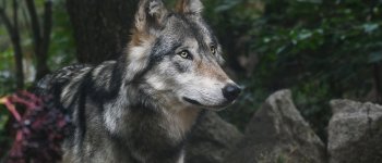Non si fermano i casi di bracconaggio ai danni del lupo ​