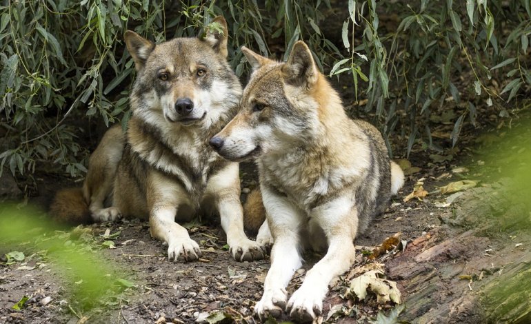 Nati due cuccioli di lupo nell’oasi Lipu di Castel Guido