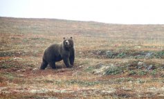 Life Ursus, facciamo chiarezza sul progetto per la reintroduzione dell'orso