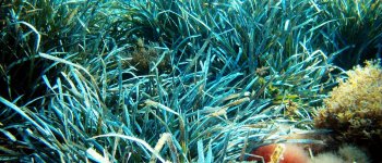 Il Tap minaccia la sopravvivenza della Posidonia oceanica