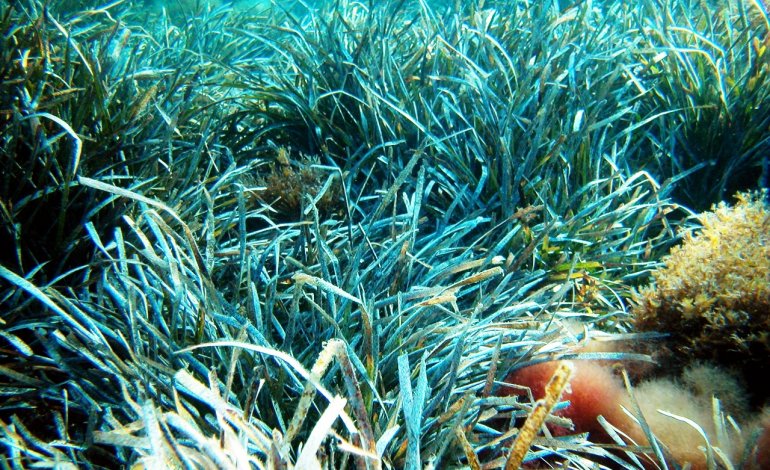 Il Tap minaccia la sopravvivenza della Posidonia oceanica