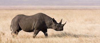 Dopo 45 anni in Ciad torna il rinoceronte nero
