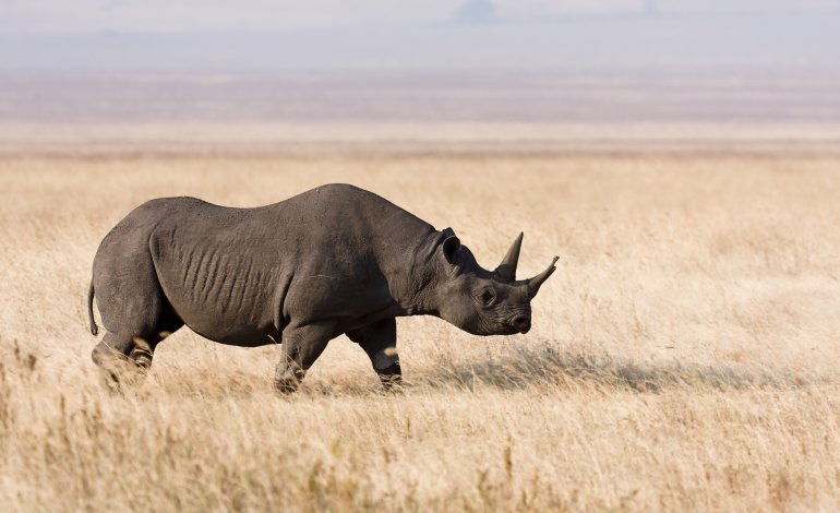 Dopo 45 anni in Ciad torna il rinoceronte nero